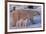 Polar Bear (Ursus Maritimus) and Cubs-David Jenkins-Framed Photographic Print