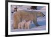 Polar Bear (Ursus Maritimus) and Cubs-David Jenkins-Framed Photographic Print