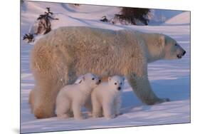 Polar Bear (Ursus Maritimus) and Cubs-David Jenkins-Mounted Photographic Print