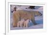 Polar Bear (Ursus Maritimus) and Cubs-David Jenkins-Framed Photographic Print