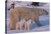 Polar Bear (Ursus Maritimus) and Cubs-David Jenkins-Stretched Canvas