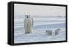 Polar Bear (Ursus Maritimus) and Cubs-David Jenkins-Framed Stretched Canvas