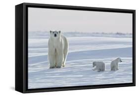 Polar Bear (Ursus Maritimus) and Cubs-David Jenkins-Framed Stretched Canvas