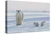 Polar Bear (Ursus Maritimus) and Cubs-David Jenkins-Stretched Canvas