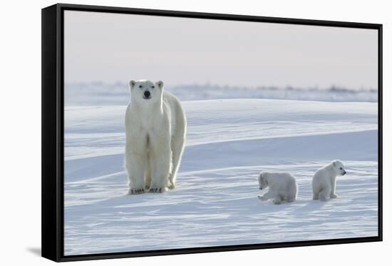 Polar Bear (Ursus Maritimus) and Cubs-David Jenkins-Framed Stretched Canvas