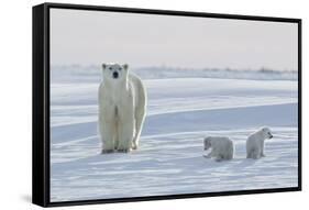 Polar Bear (Ursus Maritimus) and Cubs-David Jenkins-Framed Stretched Canvas