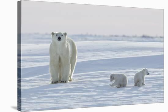 Polar Bear (Ursus Maritimus) and Cubs-David Jenkins-Stretched Canvas