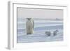 Polar Bear (Ursus Maritimus) and Cubs-David Jenkins-Framed Photographic Print