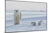 Polar Bear (Ursus Maritimus) and Cubs-David Jenkins-Mounted Photographic Print