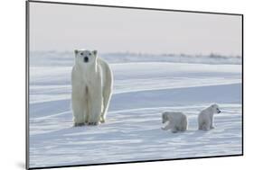 Polar Bear (Ursus Maritimus) and Cubs-David Jenkins-Mounted Photographic Print