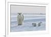 Polar Bear (Ursus Maritimus) and Cubs-David Jenkins-Framed Photographic Print