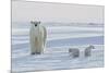 Polar Bear (Ursus Maritimus) and Cubs-David Jenkins-Mounted Photographic Print