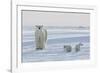 Polar Bear (Ursus Maritimus) and Cubs-David Jenkins-Framed Photographic Print