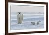 Polar Bear (Ursus Maritimus) and Cubs-David Jenkins-Framed Photographic Print