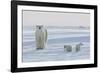 Polar Bear (Ursus Maritimus) and Cubs-David Jenkins-Framed Photographic Print