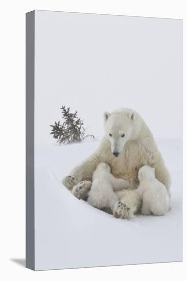 Polar Bear (Ursus Maritimus) and Cubs-David Jenkins-Stretched Canvas