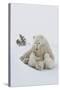 Polar Bear (Ursus Maritimus) and Cubs-David Jenkins-Stretched Canvas