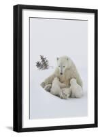 Polar Bear (Ursus Maritimus) and Cubs-David Jenkins-Framed Photographic Print