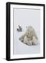 Polar Bear (Ursus Maritimus) and Cubs-David Jenkins-Framed Photographic Print