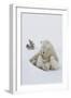 Polar Bear (Ursus Maritimus) and Cubs-David Jenkins-Framed Photographic Print