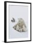 Polar Bear (Ursus Maritimus) and Cubs-David Jenkins-Framed Photographic Print