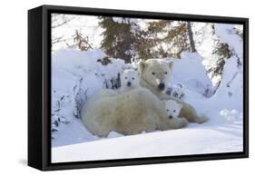 Polar Bear (Ursus Maritimus) and Cubs-David Jenkins-Framed Stretched Canvas