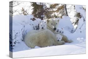 Polar Bear (Ursus Maritimus) and Cubs-David Jenkins-Stretched Canvas