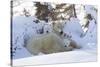 Polar Bear (Ursus Maritimus) and Cubs-David Jenkins-Stretched Canvas