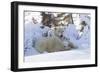 Polar Bear (Ursus Maritimus) and Cubs-David Jenkins-Framed Photographic Print