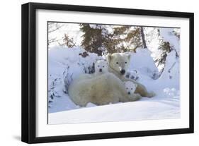 Polar Bear (Ursus Maritimus) and Cubs-David Jenkins-Framed Photographic Print