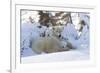 Polar Bear (Ursus Maritimus) and Cubs-David Jenkins-Framed Photographic Print