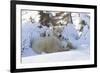 Polar Bear (Ursus Maritimus) and Cubs-David Jenkins-Framed Photographic Print