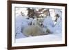 Polar Bear (Ursus Maritimus) and Cubs-David Jenkins-Framed Photographic Print