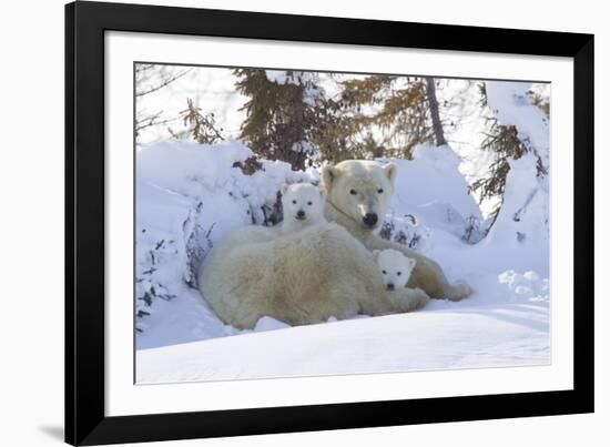 Polar Bear (Ursus Maritimus) and Cubs-David Jenkins-Framed Photographic Print