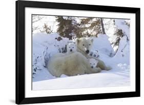 Polar Bear (Ursus Maritimus) and Cubs-David Jenkins-Framed Photographic Print