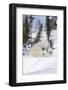 Polar Bear (Ursus Maritimus) and Cubs-David Jenkins-Framed Photographic Print