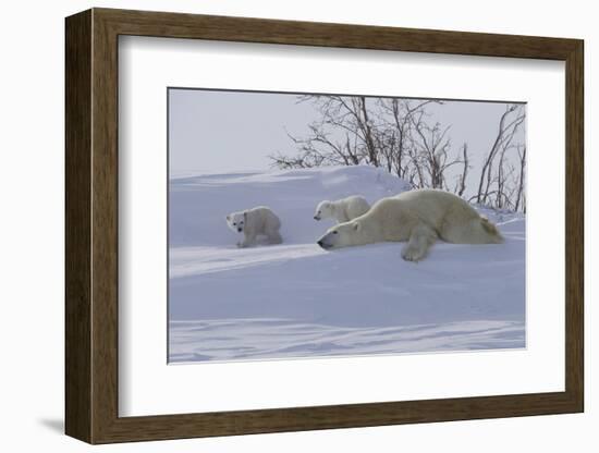 Polar Bear (Ursus Maritimus) and Cubs-David Jenkins-Framed Photographic Print