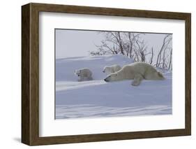 Polar Bear (Ursus Maritimus) and Cubs-David Jenkins-Framed Photographic Print