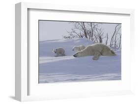Polar Bear (Ursus Maritimus) and Cubs-David Jenkins-Framed Photographic Print