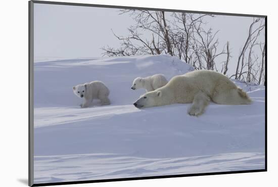 Polar Bear (Ursus Maritimus) and Cubs-David Jenkins-Mounted Photographic Print