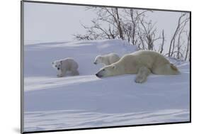 Polar Bear (Ursus Maritimus) and Cubs-David Jenkins-Mounted Photographic Print