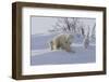 Polar Bear (Ursus Maritimus) and Cubs-David Jenkins-Framed Premium Photographic Print