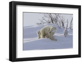 Polar Bear (Ursus Maritimus) and Cubs-David Jenkins-Framed Photographic Print