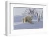 Polar Bear (Ursus Maritimus) and Cubs-David Jenkins-Framed Photographic Print