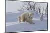 Polar Bear (Ursus Maritimus) and Cubs-David Jenkins-Mounted Photographic Print