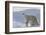 Polar Bear (Ursus Maritimus) and Cubs-David Jenkins-Framed Photographic Print