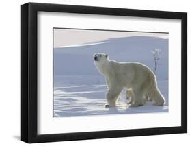 Polar Bear (Ursus Maritimus) and Cubs-David Jenkins-Framed Photographic Print