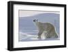 Polar Bear (Ursus Maritimus) and Cubs-David Jenkins-Framed Photographic Print