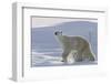 Polar Bear (Ursus Maritimus) and Cubs-David Jenkins-Framed Photographic Print