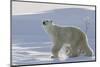 Polar Bear (Ursus Maritimus) and Cubs-David Jenkins-Mounted Photographic Print